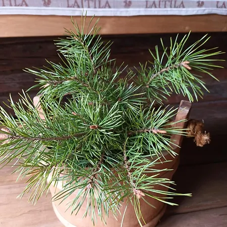 Glamping Kotitila Kiveinen