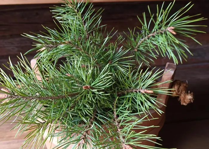 Glamping Kotitila Kiveinen